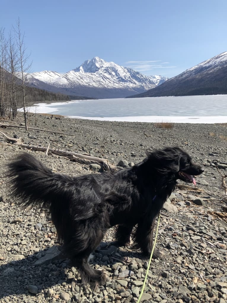 Beauregard, a Cocker Spaniel and Mountain Cur mix tested with EmbarkVet.com