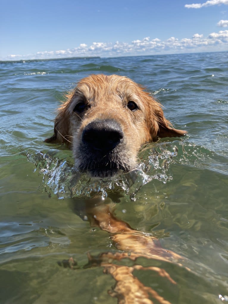 Timber “Gross Manor’s I’ll Be The One You Won’t Forget”, a Golden Retriever tested with EmbarkVet.com