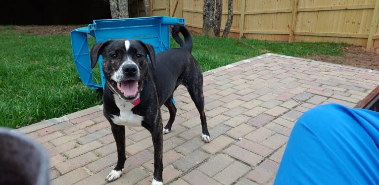 Vivie, an American Pit Bull Terrier and Labrador Retriever mix tested with EmbarkVet.com