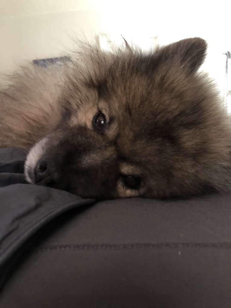 Nico, a Keeshond tested with EmbarkVet.com