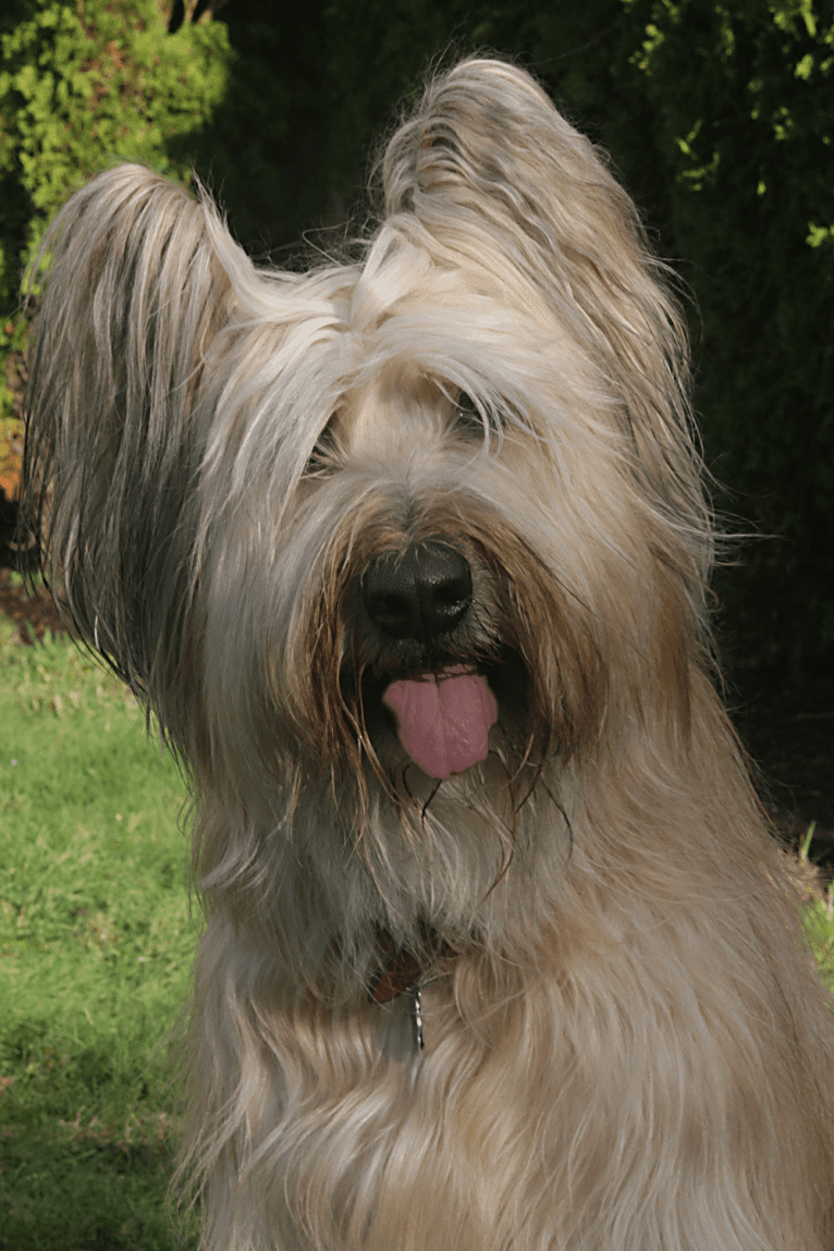 Classique's Musettiene Ambiance/Ami, a Briard tested with EmbarkVet.com