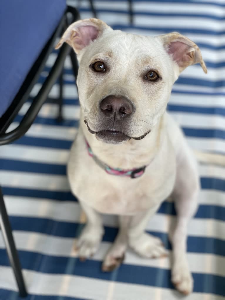 Piper, an American Pit Bull Terrier and Chihuahua mix tested with EmbarkVet.com