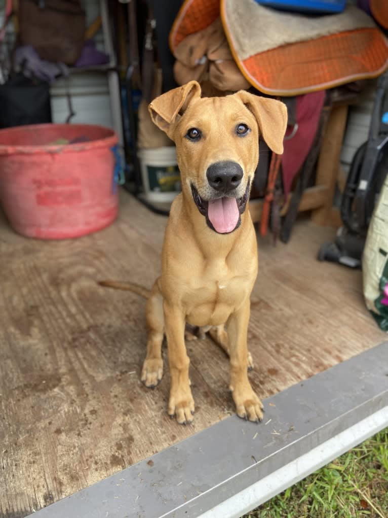 Enzo, a German Shepherd Dog and Doberman Pinscher mix tested with EmbarkVet.com