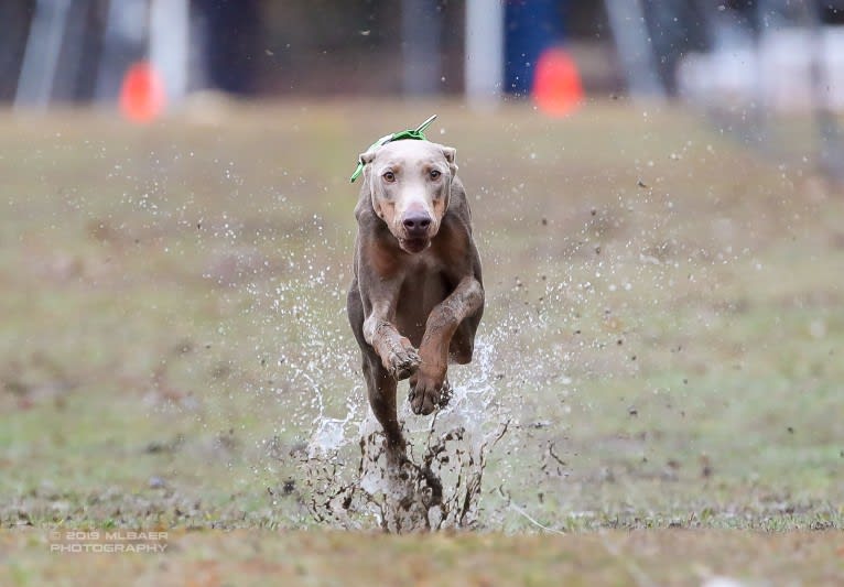 Titan, a Doberman Pinscher tested with EmbarkVet.com