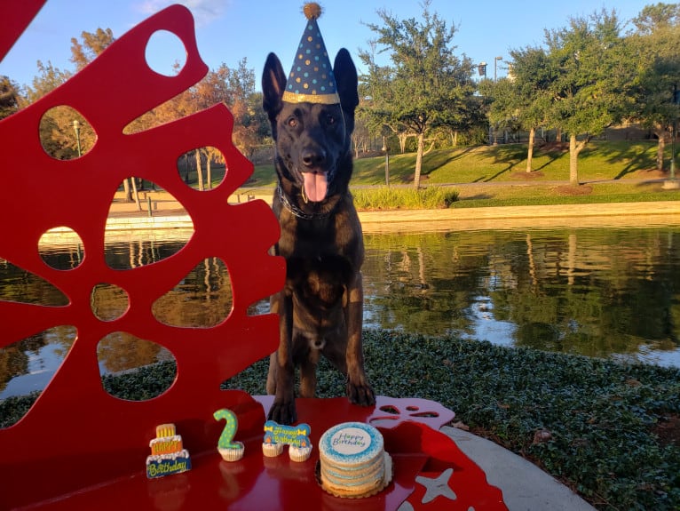 Kid, a Belgian Shepherd tested with EmbarkVet.com