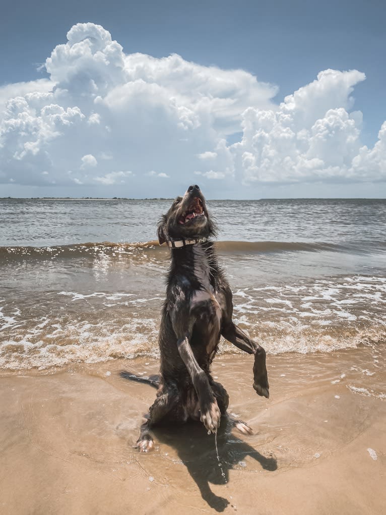 "Camber Tilt for Speed" aka Cam, an American Pit Bull Terrier and Pembroke Welsh Corgi mix tested with EmbarkVet.com