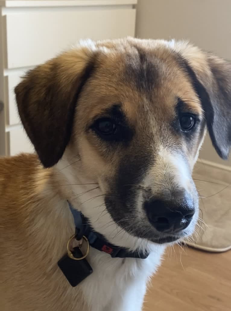 Milo, a West Asian Village Dog tested with EmbarkVet.com