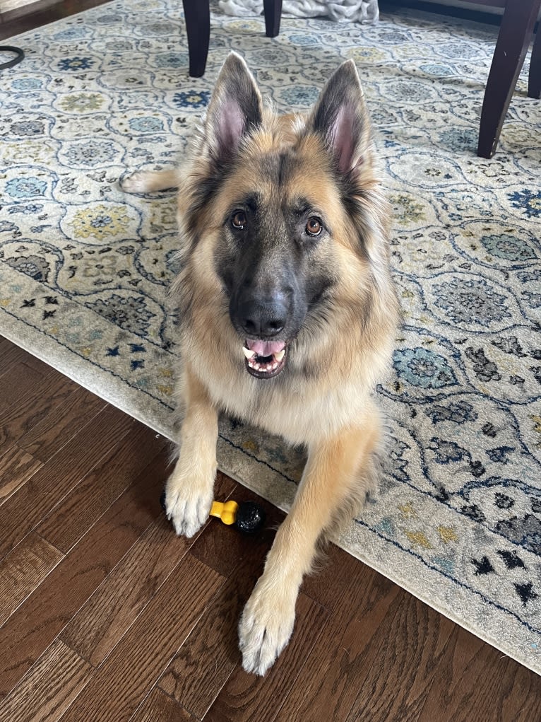 Rhett, a German Shepherd Dog tested with EmbarkVet.com