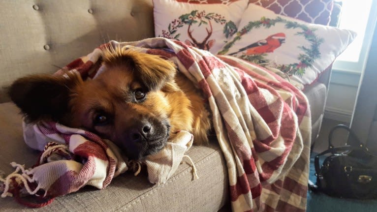 Maggie, a Pekingese and German Shepherd Dog mix tested with EmbarkVet.com