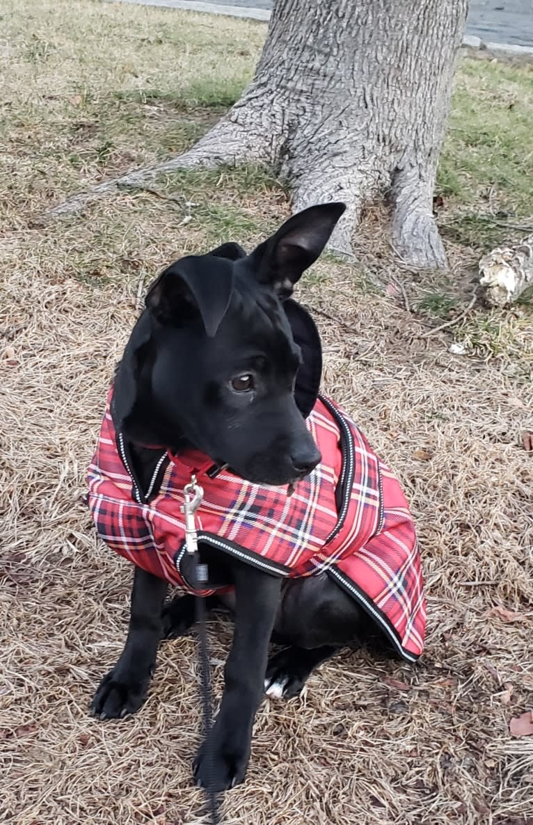 Sophie, an American Pit Bull Terrier and Chihuahua mix tested with EmbarkVet.com