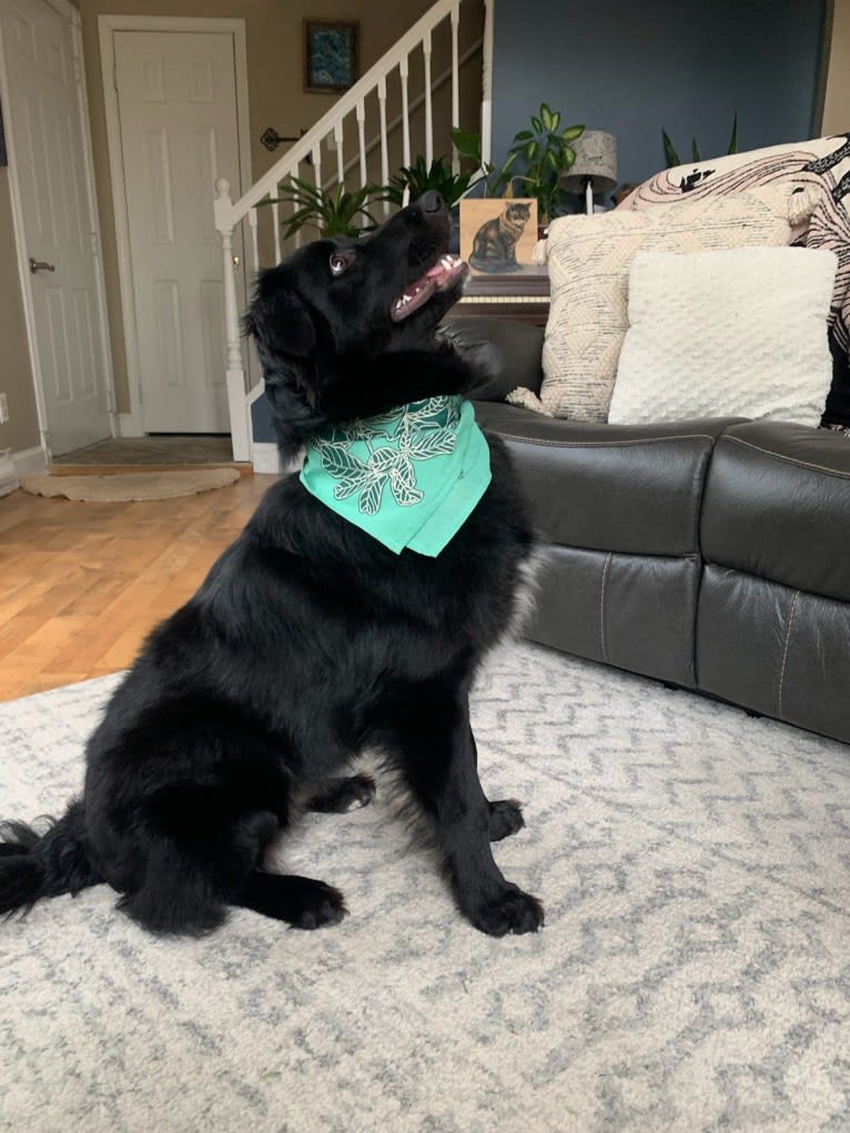 Pepper, a Golden Retriever and Australian Cattle Dog mix tested with EmbarkVet.com