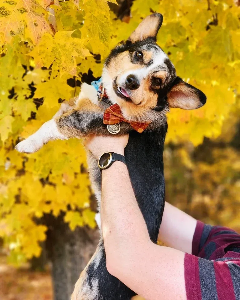Izuku "Deku" Midoriya, a Pembroke Welsh Corgi tested with EmbarkVet.com
