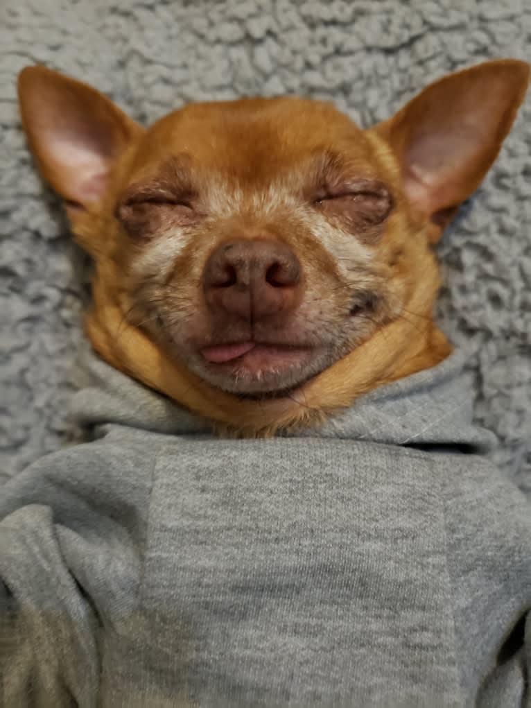 VICIOUS!, a Chihuahua tested with EmbarkVet.com
