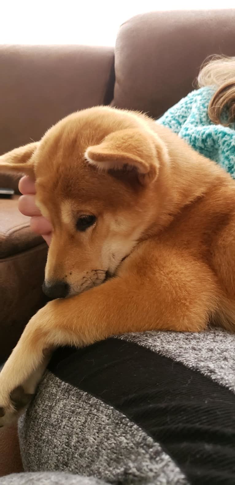 Noko, a Shiba Inu tested with EmbarkVet.com