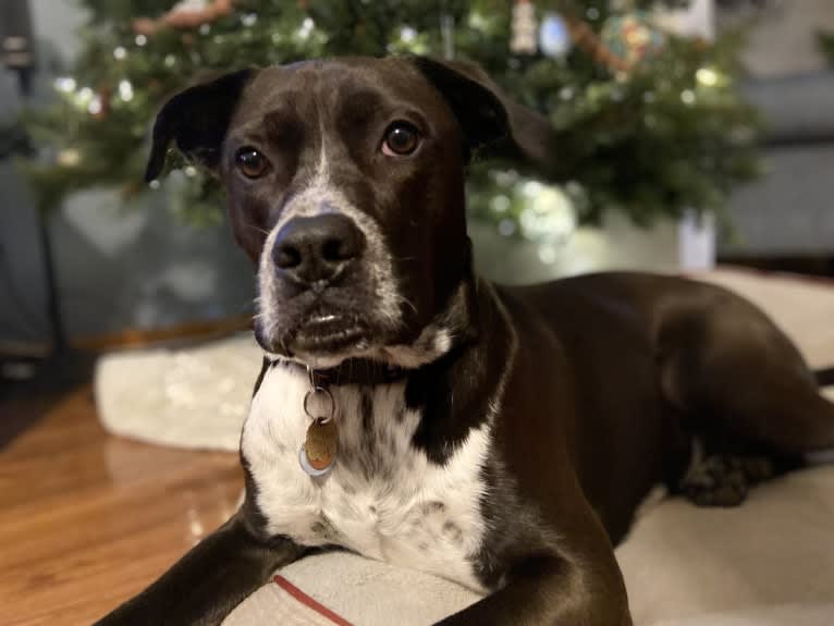 Tommy, a Boxer and American Pit Bull Terrier mix tested with EmbarkVet.com