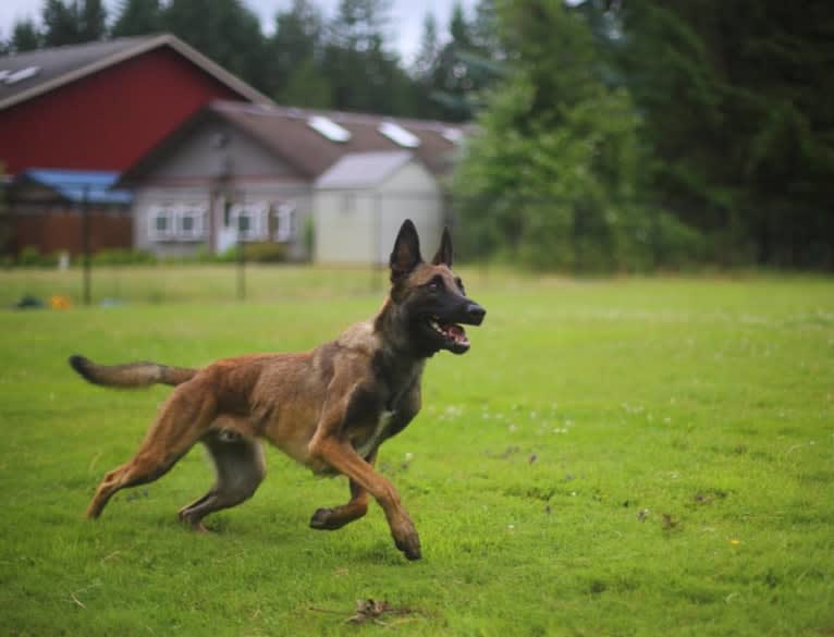 Loki, a Belgian Shepherd tested with EmbarkVet.com