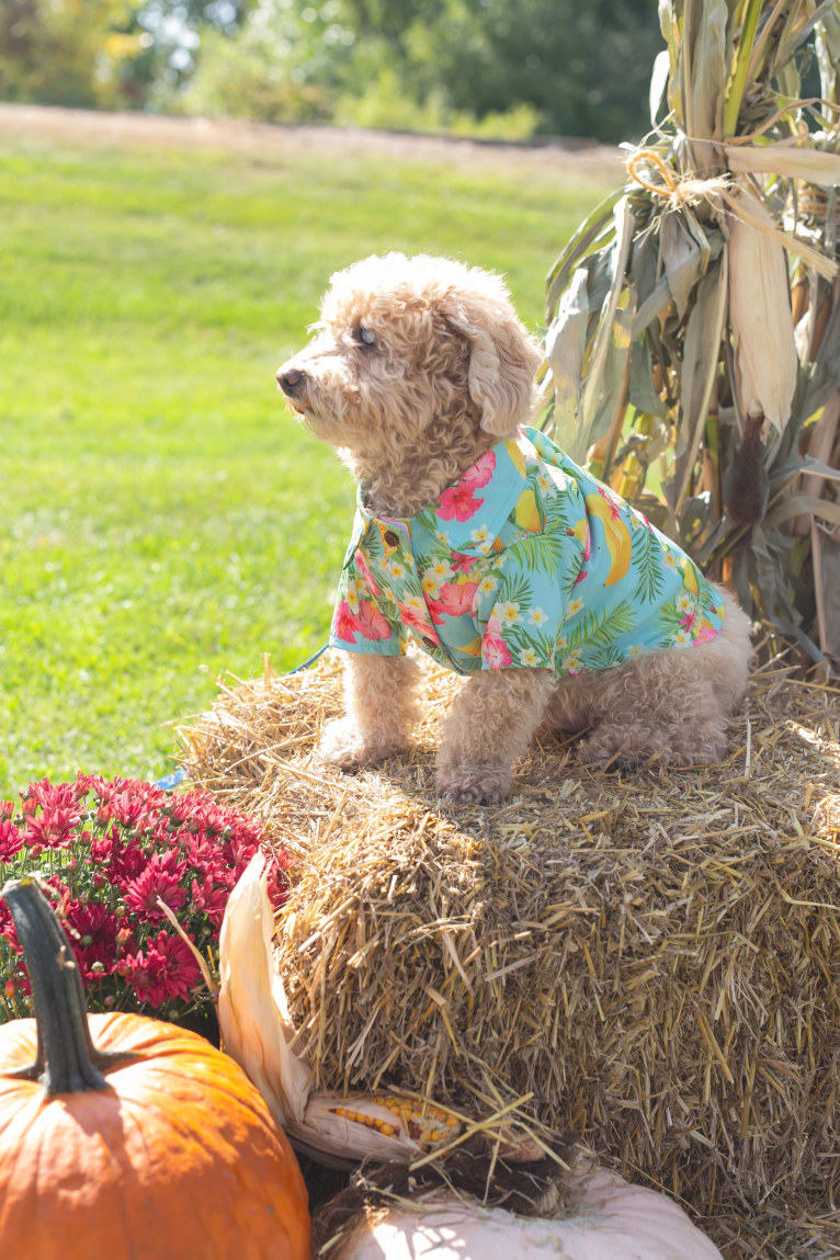 Cocomelon, a Poodle (Small) and Lhasa Apso mix tested with EmbarkVet.com