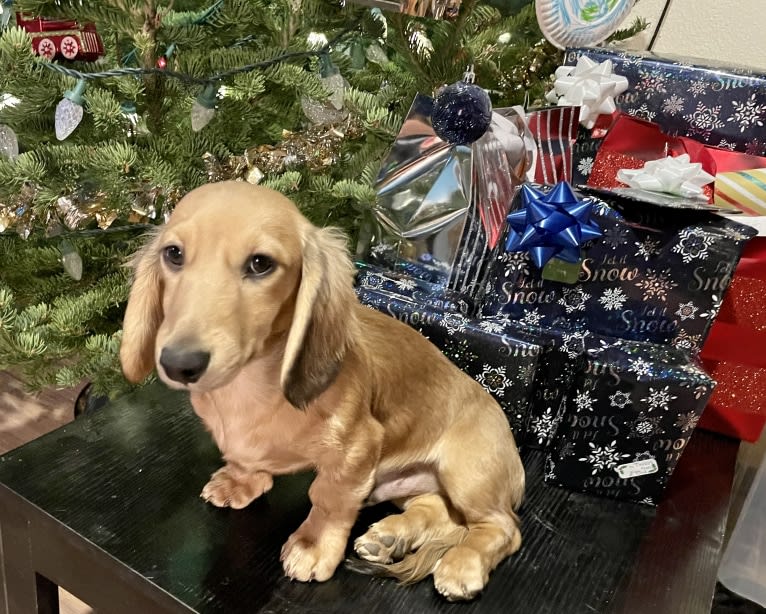 Rodeo, a Dachshund tested with EmbarkVet.com