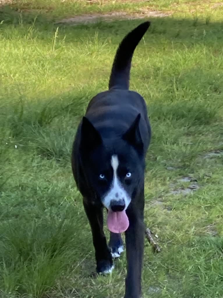 Takoda, an Alaskan-type Husky and Siberian Husky mix tested with EmbarkVet.com