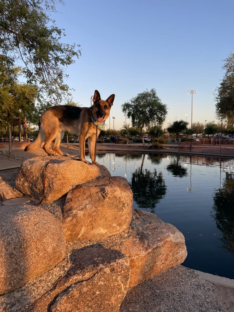 Jonas, a German Shepherd Dog tested with EmbarkVet.com