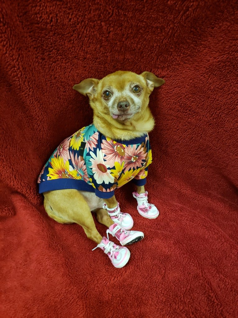 VICIOUS!, a Chihuahua tested with EmbarkVet.com