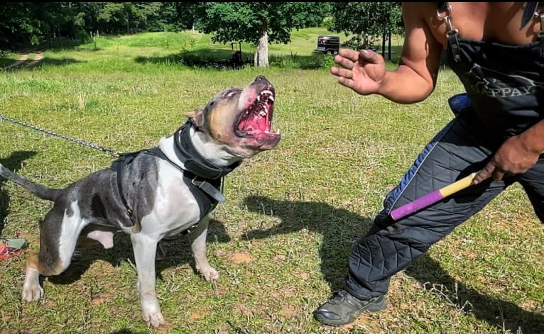 Koda, an American Bully tested with EmbarkVet.com