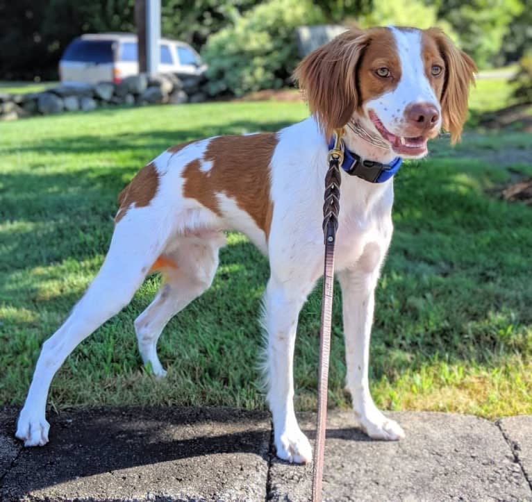 Oliver, a Brittany tested with EmbarkVet.com