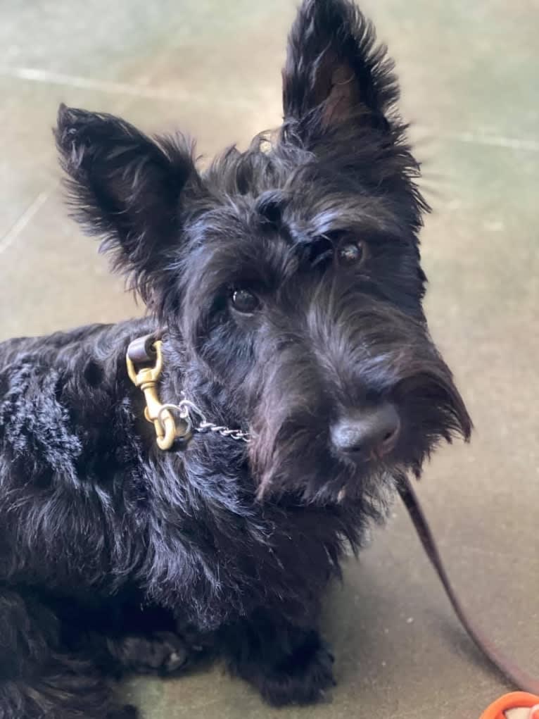 Okie, a Scottish Terrier tested with EmbarkVet.com