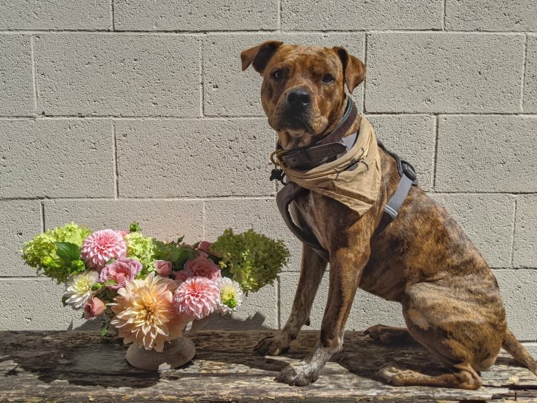 Winona, an American Pit Bull Terrier and Rottweiler mix tested with EmbarkVet.com