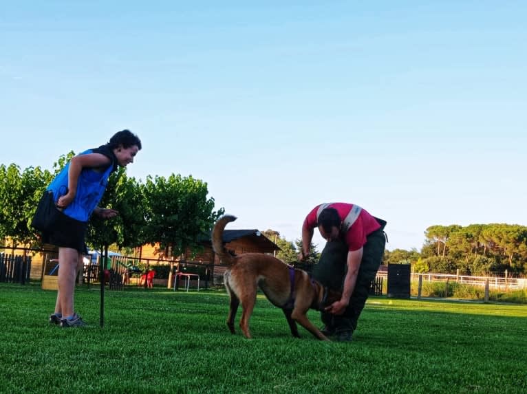 Kylar (PsychoKiller d'Hélitesport), a Belgian Shepherd tested with EmbarkVet.com