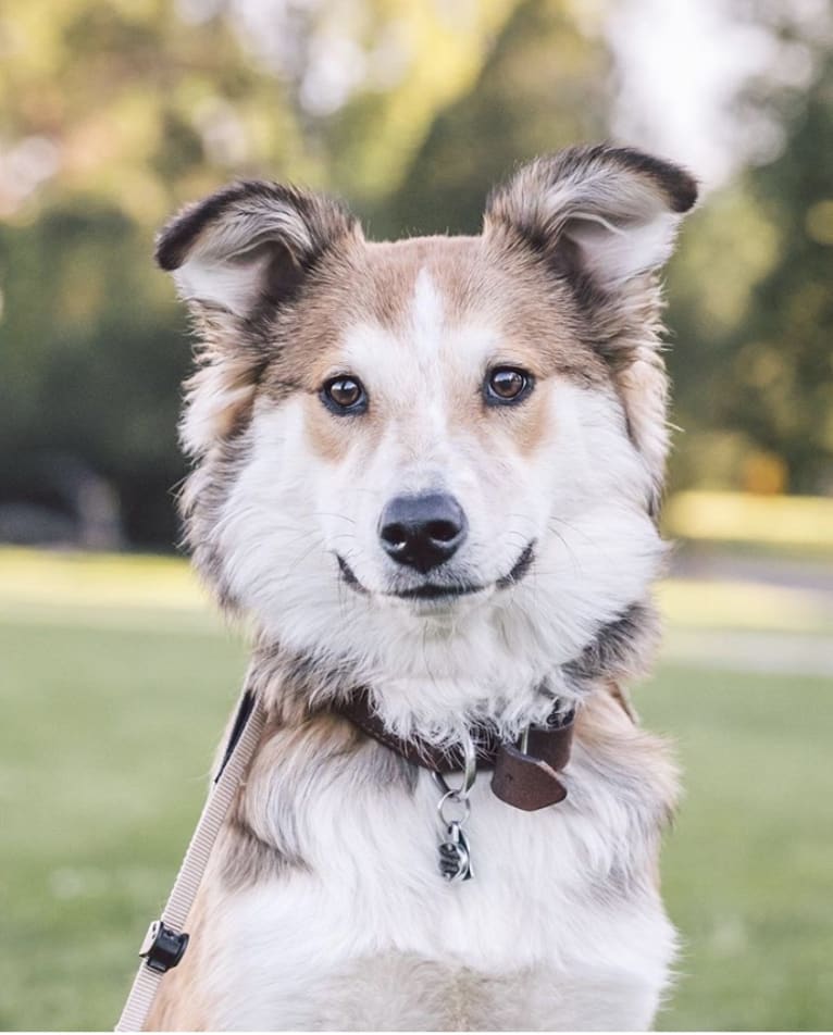 Indy, an Australian Shepherd and Border Collie mix tested with EmbarkVet.com