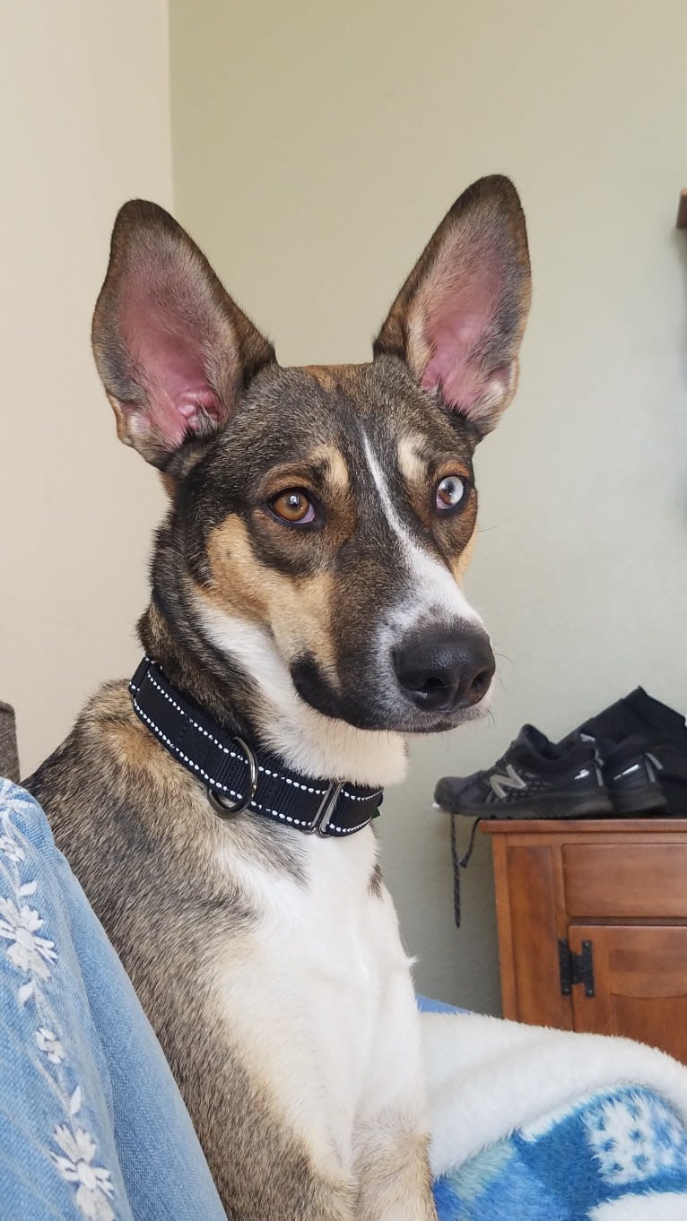 Nellie, a Doberman Pinscher and Siberian Husky mix tested with EmbarkVet.com