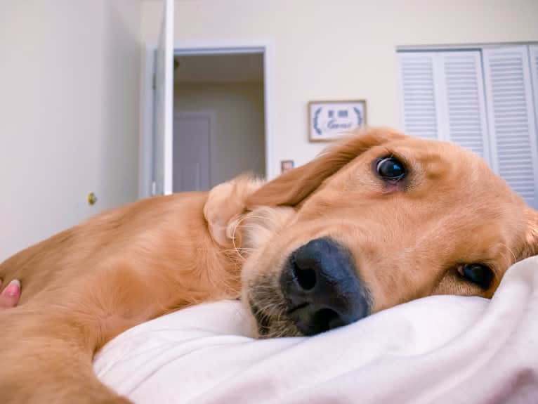 Emmie, a Golden Retriever tested with EmbarkVet.com