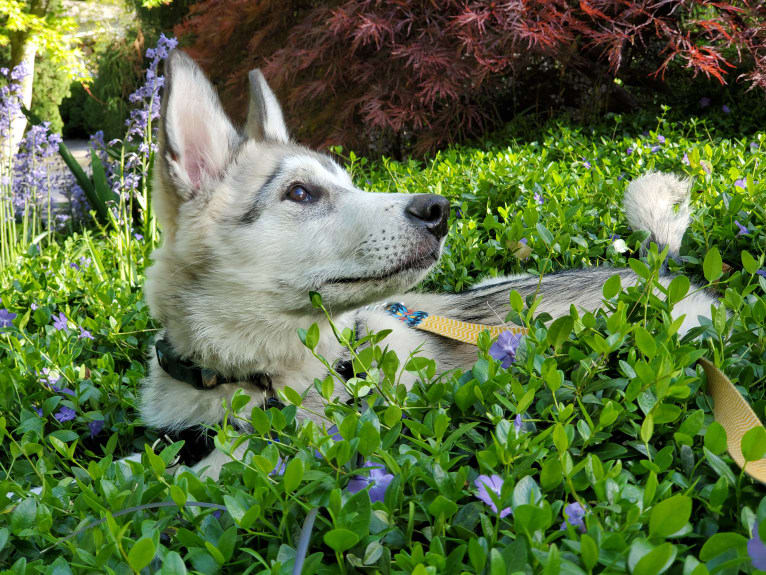 Yomi, an Alaskan Malamute and Siberian Husky mix tested with EmbarkVet.com