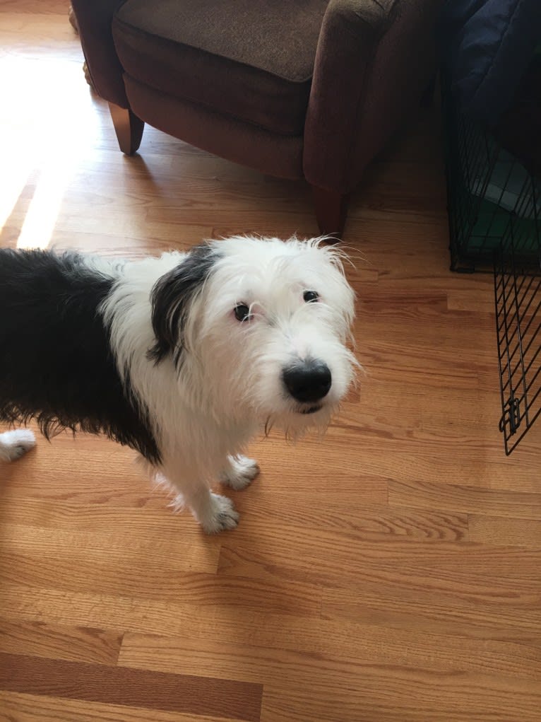 Perry, an Old English Sheepdog and American Pit Bull Terrier mix tested with EmbarkVet.com