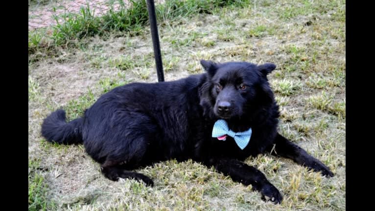 Hudson, a Chow Chow and German Shepherd Dog mix tested with EmbarkVet.com