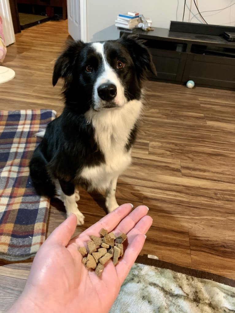 Phénix, a Border Collie and Boxer mix tested with EmbarkVet.com