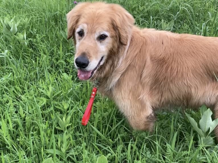Timber “Gross Manor’s I’ll Be The One You Won’t Forget”, a Golden Retriever tested with EmbarkVet.com
