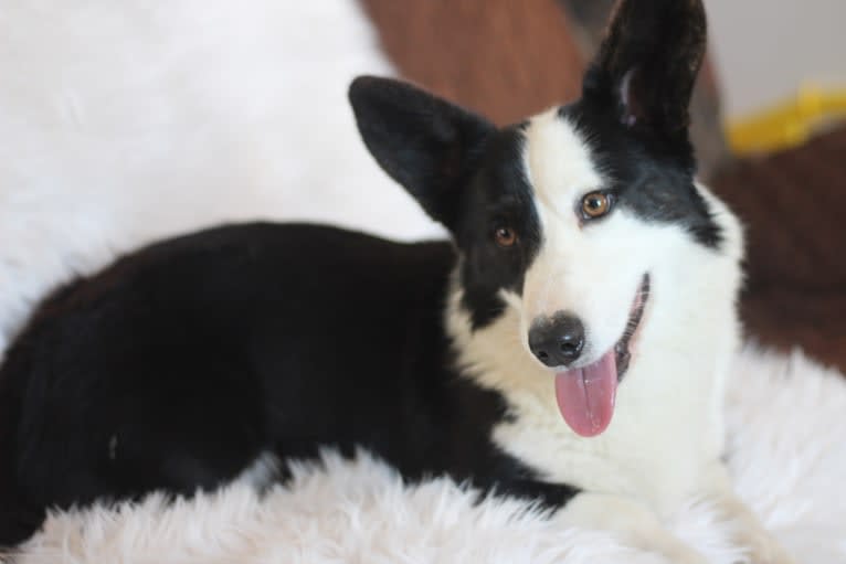 Creme De La Creme's Jägermeister, a Cardigan Welsh Corgi tested with EmbarkVet.com