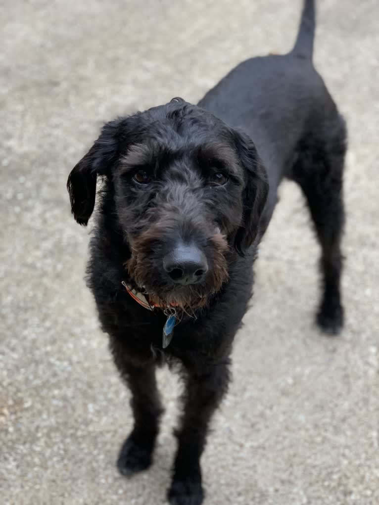 Zeke, a Poodle (Standard) and Rottweiler mix tested with EmbarkVet.com