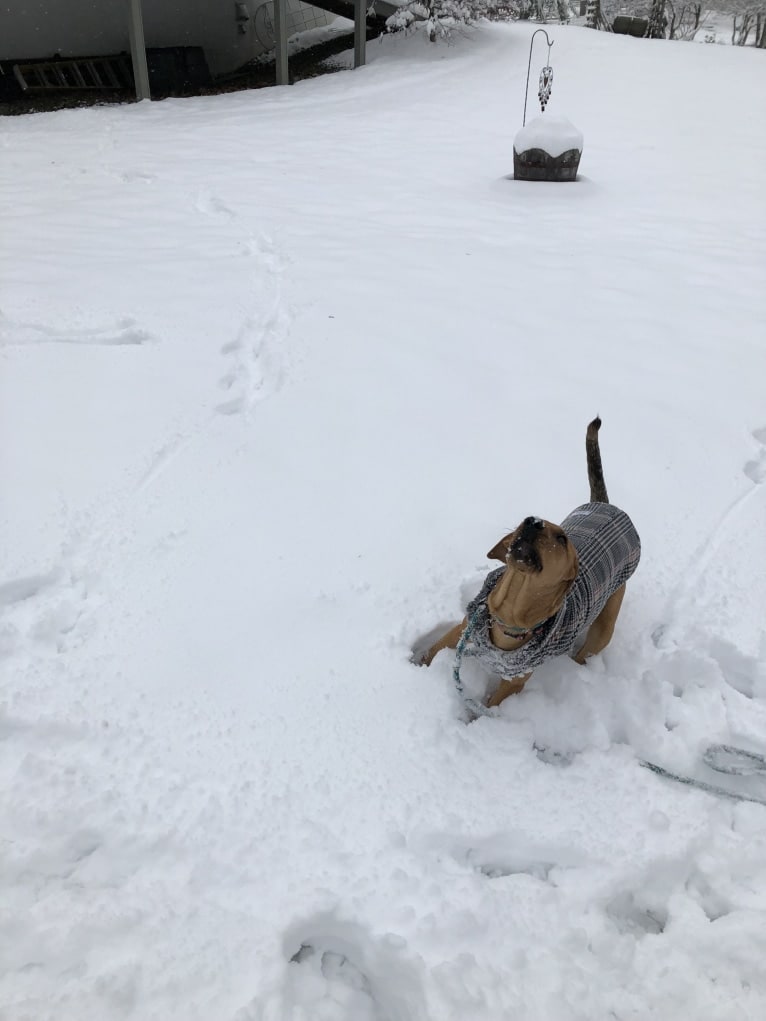 Duchess, a Doberman Pinscher and American Pit Bull Terrier mix tested with EmbarkVet.com