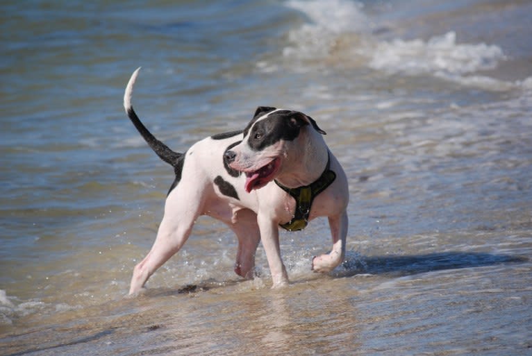 Cypress, an American Bully and American Pit Bull Terrier mix tested with EmbarkVet.com