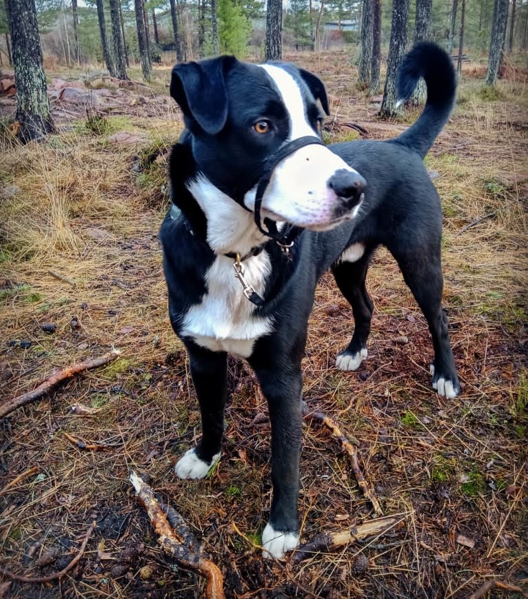 Whisky, an Australian Shepherd and Dalmatian mix tested with EmbarkVet.com