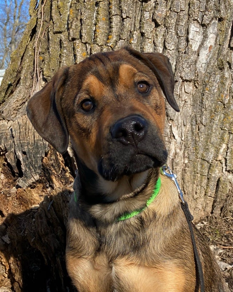 Lenny, a Rottweiler and American Pit Bull Terrier mix tested with EmbarkVet.com