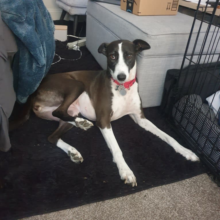 Poochina, an Arabian Village Dog tested with EmbarkVet.com
