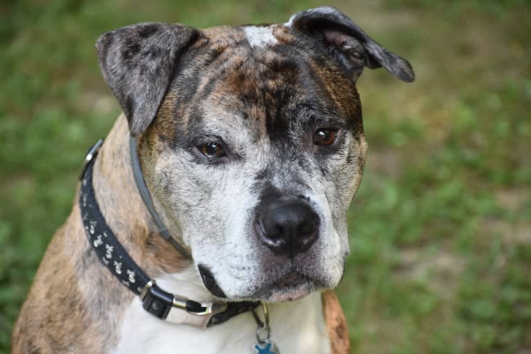 Jackson, an American Pit Bull Terrier and Bulldog mix tested with EmbarkVet.com