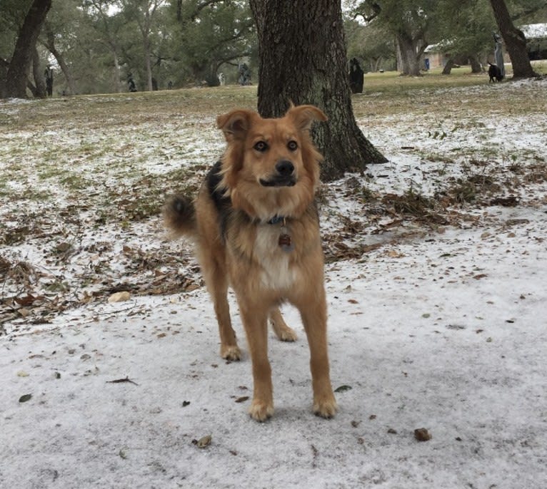 Sage, a German Shepherd Dog and Australian Shepherd mix tested with EmbarkVet.com