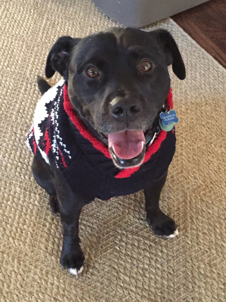 Teddy, an American Pit Bull Terrier and American Bulldog mix tested with EmbarkVet.com