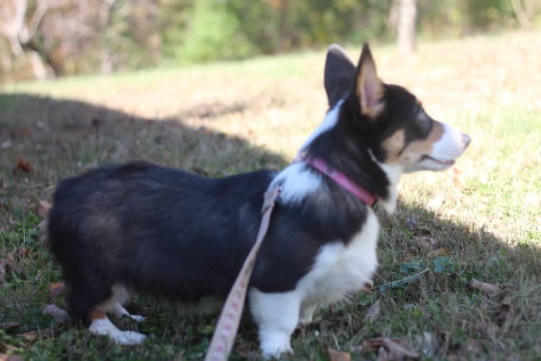 Butterball, a Pembroke Welsh Corgi tested with EmbarkVet.com