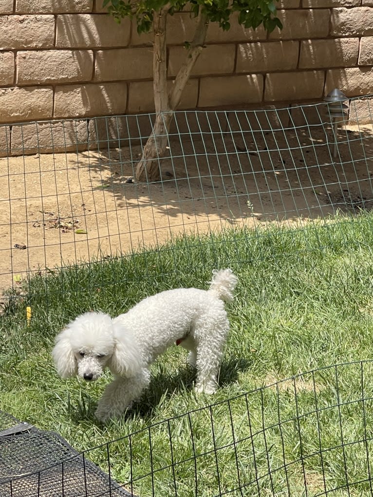 Giorgio, a Poodle (Small) tested with EmbarkVet.com